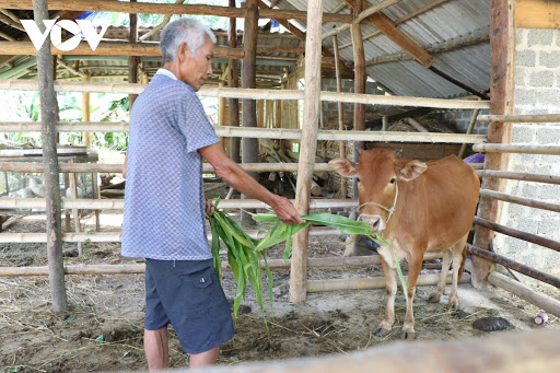 Làm rõ câu chuyện “nhận bò thêm lo” ở Điện Biên (2/11/2020)